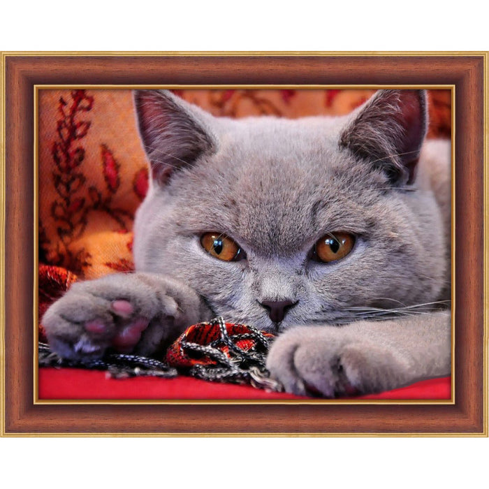 Diamond Painting Kit - BRITISH SHORTHAIR 40_30 CM AZ-1715