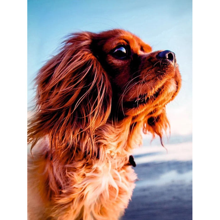 DIAMOND PAINTING WITH SUBFRAME "LOVELY DOG" 30*40 CM VA042