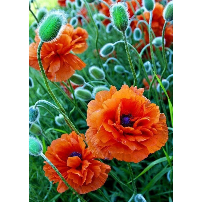 Diamond Painting Kit - POPPIE FIELD 27*38 CM WD012