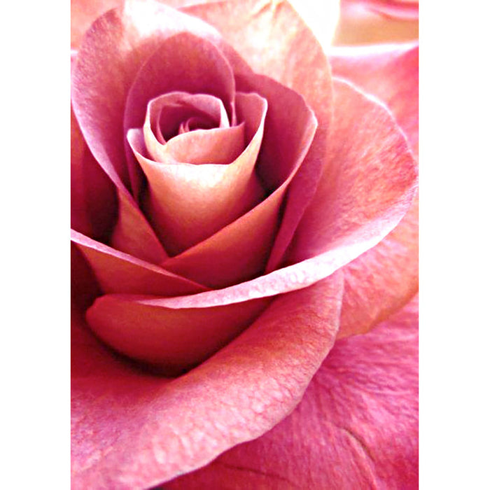 Diamond Painting Kit - PINK ROSE 27 _ 38 CM WD019