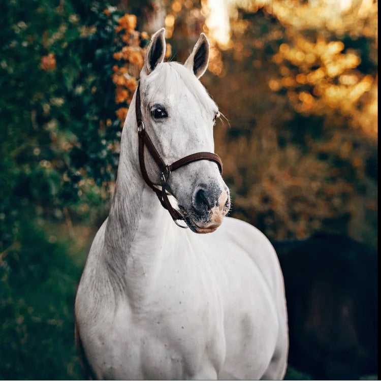 Diamond Painting Kit - WHITE HORSE 40*40 WD3030