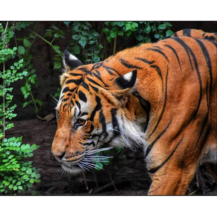 Diamond Painting Kit - JUNGLE KING 50*40 WD3035