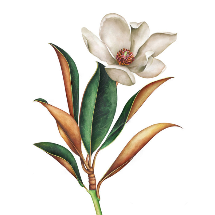Diamond Painting Kit - MAGNOLIA 30*40 WD3017