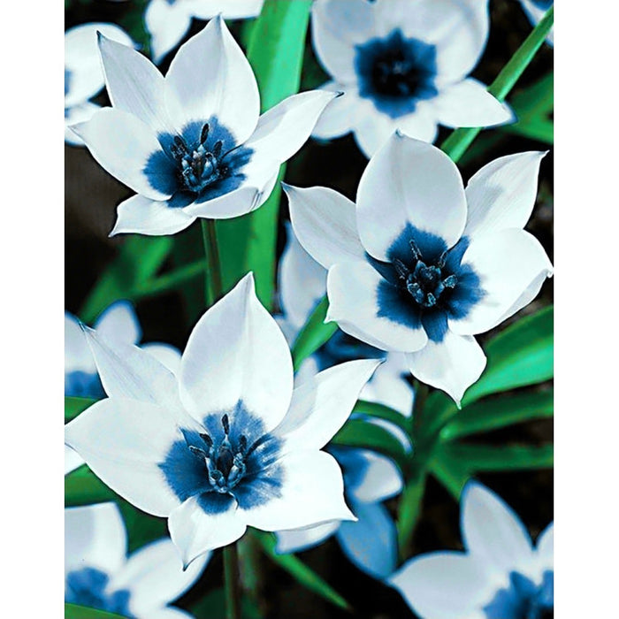 Diamond Painting Kit - BLUE EYE TULIPS 38*48 CM WD034