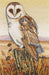 Cross Stitch Kit Anchor - Owl Horizon Cross Stitch Kits - HobbyJobby