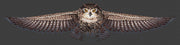 Cross Stitch Kit HobbyJobby -The Owl Cross Stitch Kits - HobbyJobby