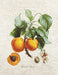 Cross Stitch Kit Luca-S - Abricot-Peche - HobbyJobby