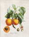 Cross Stitch Kit Luca-S - Abricot-Peche - HobbyJobby