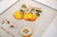 Cross Stitch Kit Luca-S - The Pear shaped Quince - HobbyJobby